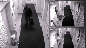 Děsivé video týrání psa: Opilý muž jej vyrazil vyvenčit, nechal jej však před výtahem