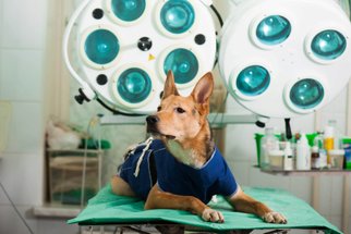 Rakovinu mohou mít i zvířata: Spolupráce s veterinářem je klíčová