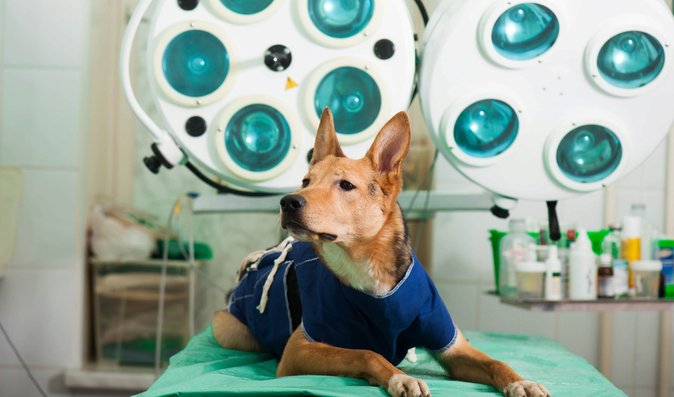 Rakovinu mohou mít i zvířata: Spolupráce s veterinářem je klíčová