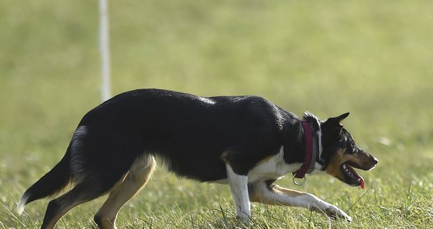 Upozornění na chybějící vodítko u psa se vymstilo muži (30) z Brna, jeho majitel mu dal takovou ránu pěstí, že jej musela odvézt sanitka do nemocnice. Ilustrační foto.