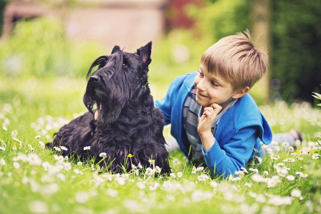 SKOTSKÝ TERIÉR. Původně byl chován jako divoký lovec, a to hlavně díky jeho hrubé a velmi odolné srsti, která odolá všem povětrnostním podmínkám. Dnes už se s ní ale většinou povaluje jen na gaučích a v myslivosti se s ním setkáme jen zřídka. Povahově patří tito psi spíš mezi klidnější plemena