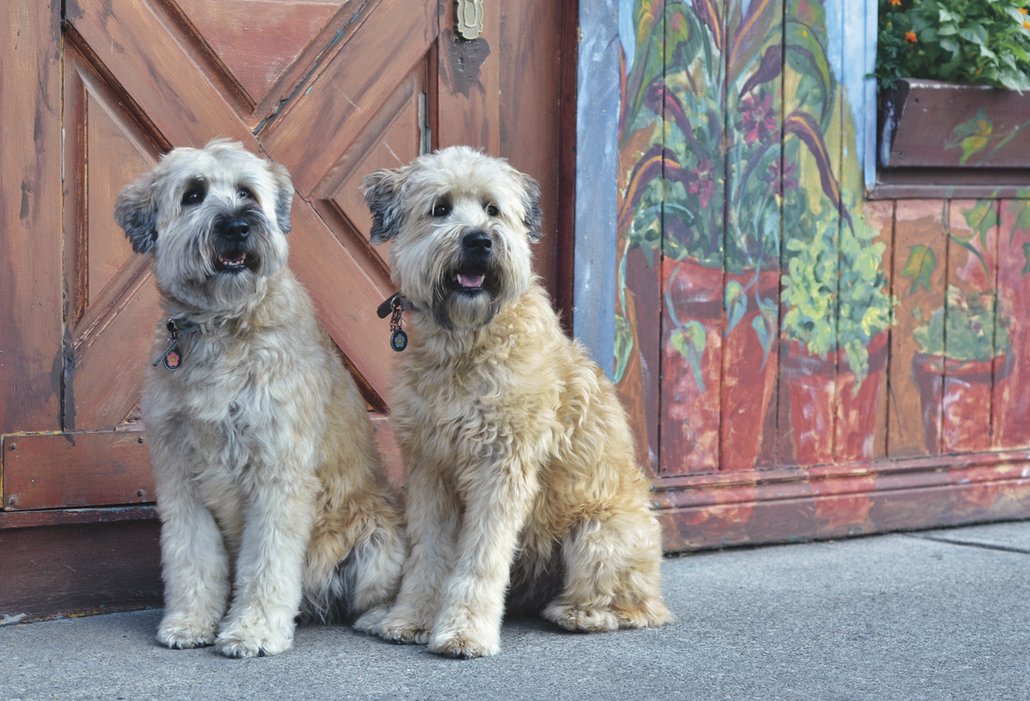 SOFT COATED WHEATEN TERIÉR. Tento pes patří do rodiny teriérů pocházejících z Irska. Jméno plemene by se dalo přeložit jako teriér s jemnou pšeničnou pokrývkou. Středně velké plemeno bylo používáno jako víceúčelový pes. Našlo uplatnění při ochraně stád a lovu škodné zvěře a dodnes je výborným hlídačem. Je velmi inteligentní a učenlivý, má výborný vztah k lidem a k dětem zvlášť