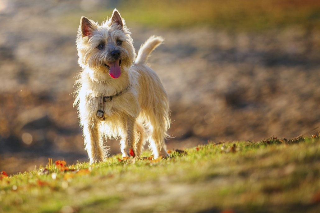 KERNTERIÉR (CAIRN TERIÉR). Je vyšlechtěný ve Skotsku na ostrově Skai asi před 500 lety k lovu hlodavců, lišek a kun v horských podmínkách. Je to veselý, hbitý, šikovný a odvážný pes s mírným charakterem. Miluje dlouhé procházky mimo město. Srst vyžaduje pravidelné rozčesávání drsným kartáčem a kovovým hřebenem