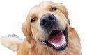 Pokusu, jestli psi rozumí lidské řeči, se zúčastnilo i pět retrieverů a jeden kokršpaněl 