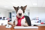 Mezinárodní den: Vezmi svého psa do kanceláře
