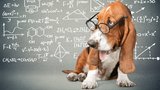 3 nejchytřejší plemena psů: Patří mezi ně váš čtyřnohý kamarád?
