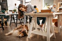 Mezinárodní den: Vezmi svého psa do kanceláře. Proč se to vyplatí?
