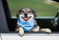 Se psem k moři: Co když má v autě nevolnost a jak dlouho vydrží bez čurání?