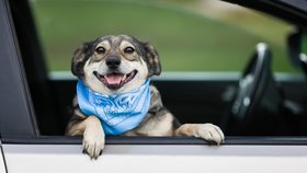 Se psem k moři: Co když má v autě nevolnost a jak dlouho vydrží bez čurání?