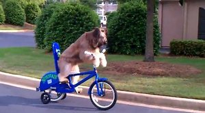 Olé, pes jede na kole!