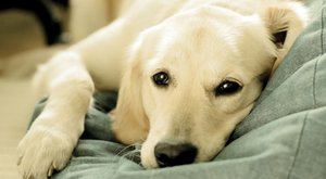 6 důvodů, proč jsou majitelé psů zdravější!