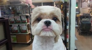 Na Tchaj-wanu frčí hranatí/kulatí psi