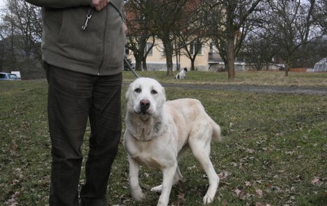 Fenka se uzdravuje, ale je pohublá.