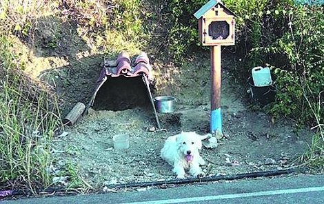Pes odmítá opustit místo, na němž jeho majitel, jistý Harry (†40), už před osmnácti měsíci (!) zemřel při dopravní nehodě.