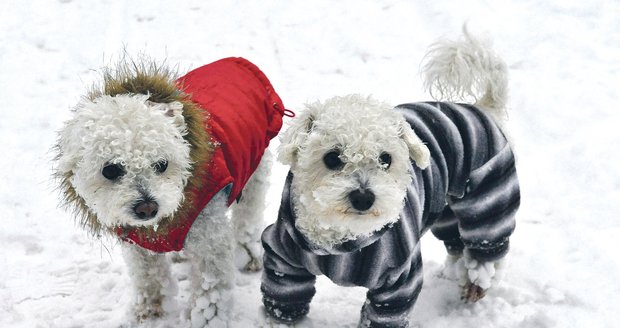Krátkosrstá plemena a nízcí psi potřebují vestičku svetřík. Zimní procházka je mohla stát zdraví.