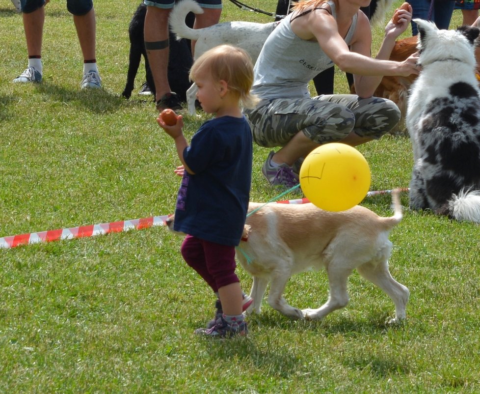 Celodenní akce PesFest pobavila soutěží aportování. Zkouškou poslušnosti a odřeknutí si něčeho dobrého byla pro pejsky velmi obtížná.