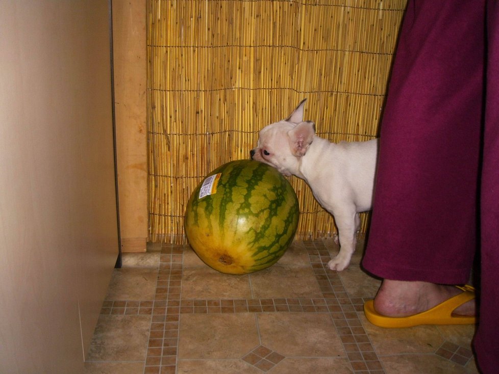 Buldoček si rád hraje s melounem