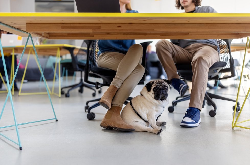 Mezinárodní den: Vezmi svého psa do kanceláře