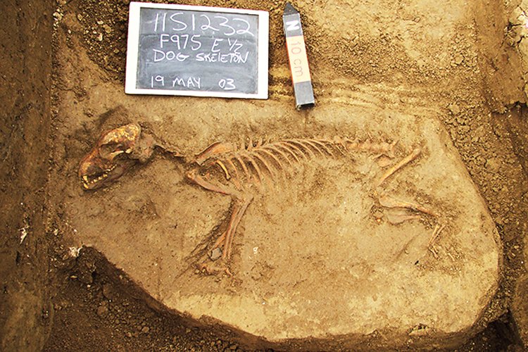 9 tisíc let starý pes nalezený ve státě Illinois poskytl genetický materiál pro objasnění jeho původu