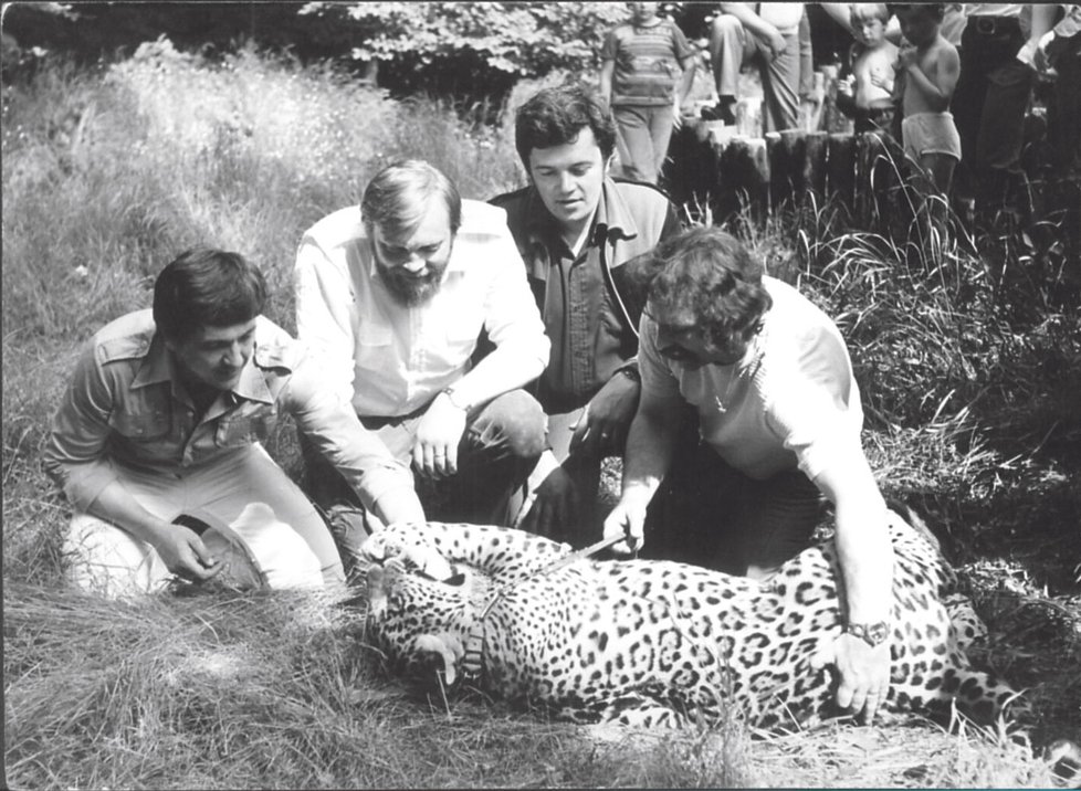 Ivo Pešák (druhý zleva) a Jan Jonáš (druhý zprava) nasazují jaguárovi v brněnské zoo obojek.