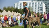 Park na Pankráci v obležení psů: Čtyřnozí chlupáči srovnají své síly na PesFestu