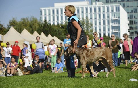 Park na Pankráci v obležení psů: Čtyřnozí chlupáči srovnají své síly na PesFestu