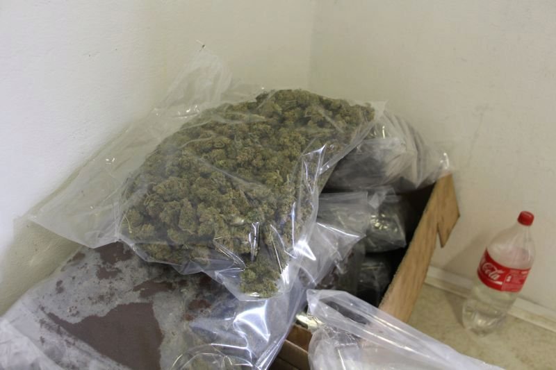 V květnu 2016 policisté bosenský gang zadrželi, v Blučině našli více než 2000 rostlin konopí a přes 17 kilo nasušené marihuany.