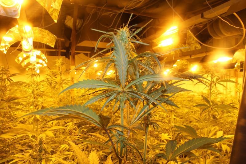 V květnu 2016 policisté bosenský gang zadrželi, v Blučině našli více než 2000 rostlin konopí a přes 17 kilo nasušené marihuany.