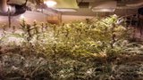 Pěstoval marihuanu ve velkém, policisté u něj našli pět kilo drogy a stovky rostlin