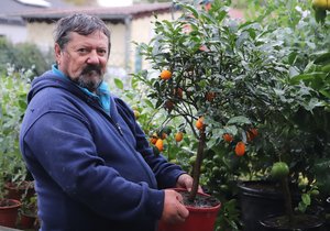 Josef Zeman (68) z Brněnských Ivanovic a jeho kumquat. Citrus, který se jí včetně kůry.