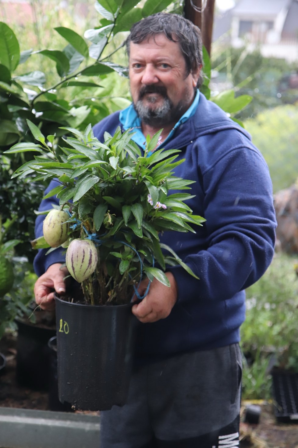 Josef Zeman (68) z Brněnských Ivanovic ukazuje Pepino Gold. Je příbuzné rajčeti, ale chutí připomíná spíš meloun.