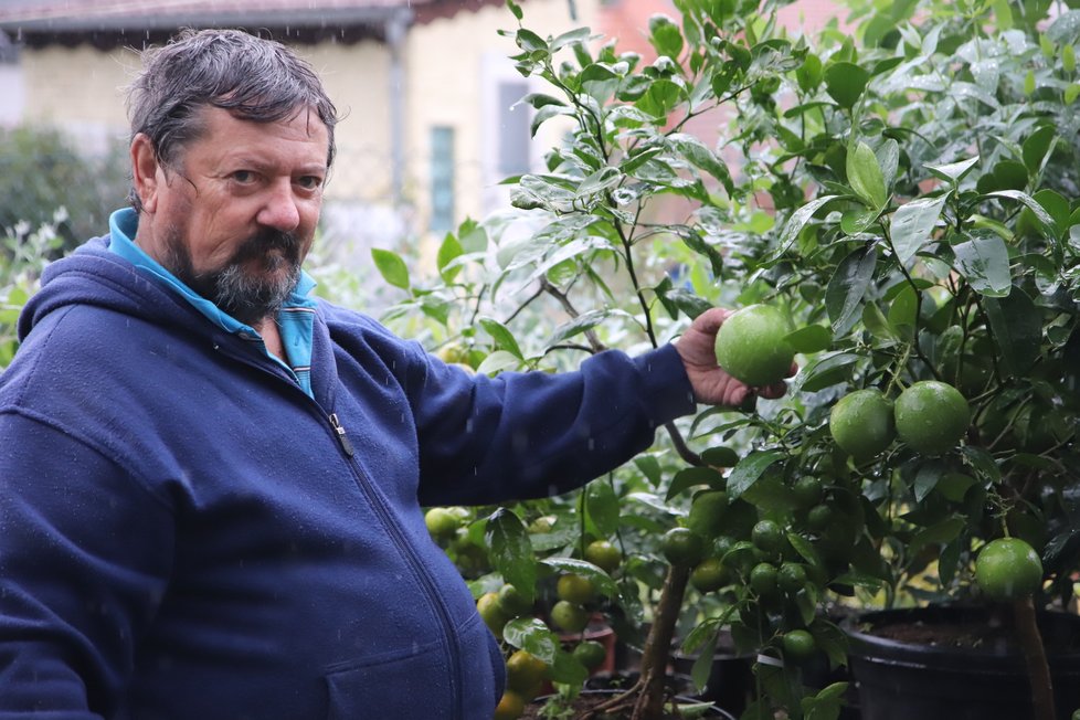 Josef Zeman (68) z Brněnských Ivanovic ukazuje grapefruit. Zatím nedozrál.