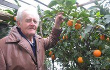 Citrusová nádhera ze skleníku: Sklidí 500 kg mandarinek, pomerančů a citronů! 