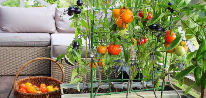 Chcete vlastní rajčata nebo jahody? Stačí balkon