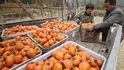 Pěstování ovoce kaki v Číně