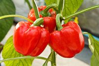 Jak pěstovat papriky: Teď je nejvyšší čas je zasadit