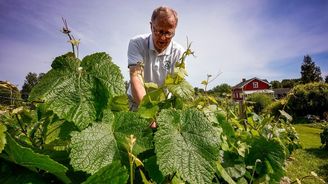 Sníh je tajná zbraň finských vinařů