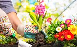 Záhradnícky plán: čo kam vysadiť, aby to pekne vyrástlo