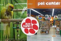 „Oškubaný“ papoušek i mrtvé ryby: Pet Center čelí stížnostem, obchod se brání