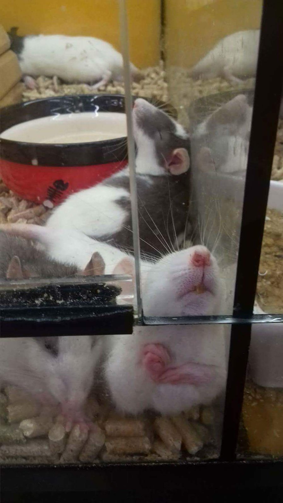 Přecpaná ubikace potkanů