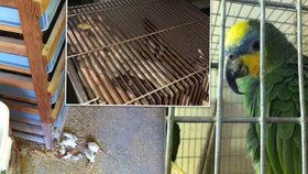 Zvířata jsme zabíjeli úderem o zem: Bývalá zaměstnankyně Pet Centra popsala podmínky ve firmě