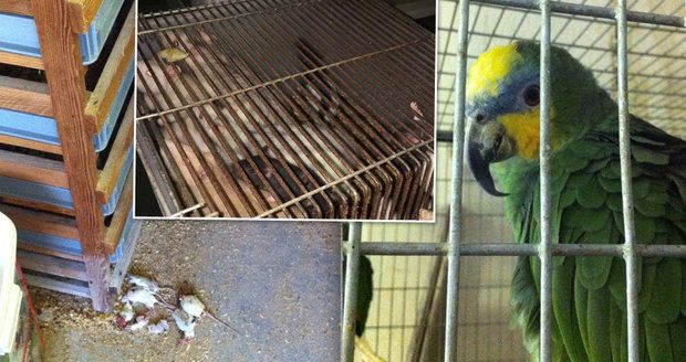Zvířata zabíjeli úderem o zem: Bývalá zaměstnankyně Pet Centra popsala podmínky ve firmě