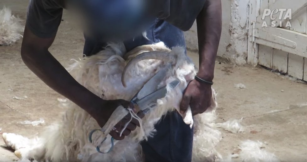 Záběry organizace PETA ukazují, jak angorské kozy kvůli produkci luxusní vlny trpí a hýkají bolestí