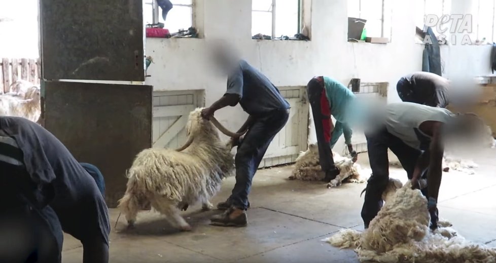 Záběry organizace PETA ukazují, jak angorské kozy kvůli produkci luxusní vlny trpí a hýkají bolestí