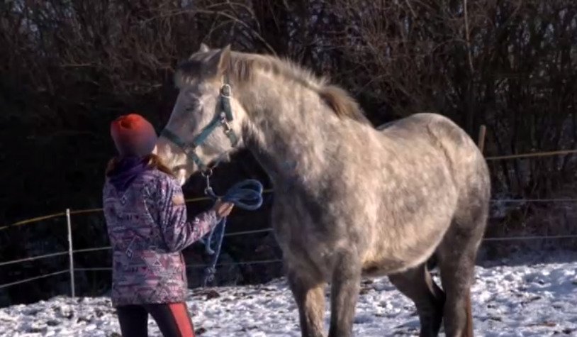 Koník zemřel na narozeniny majitelky Lucie (12): Kobylku stály život bujaré oslavy nového roku.