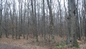Les nedaleko poslancova domu, kde měli Libova ztraceného synka lidé najít.