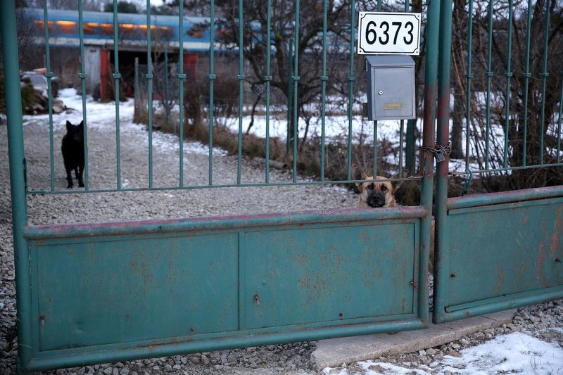 Psi, kteří žijí nedaleko nálezu mrtvoly. Občas majiteli utečou.