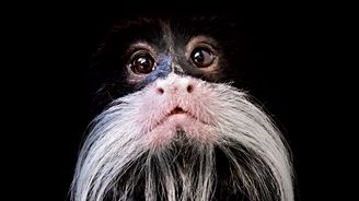 Temné portréty zvířat: série netradičních snímků fotografa Petra Bambouska Temné portréty zvířat: série netradičních snímků fotografa Petra Bambouska