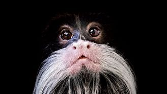 Temné portréty zvířat: série netradičních snímků fotografa Petra Bambouska Temné portréty zvířat: série netradičních snímků fotografa Petra Bambouska