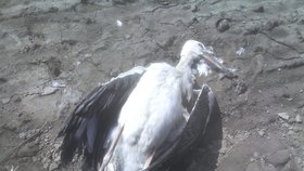 Senátor Petr Orel zveřejnil fotku uhynulého čápa, otráveného jedem na hraboše